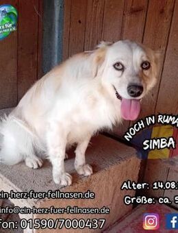 SIMBA-sehnt sich nach Liebe und Auslauf - Waakirchen