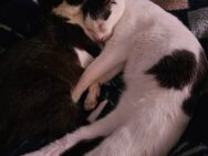 Katerchen Charly und Sammy - Marl (Nordrhein-Westfalen)