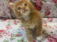 Wunderschöne Maine Coon Kitten mit Stammbaum - Niederkassel