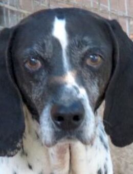 Fonzy -guter Charakter, lieb- - Oldenburg