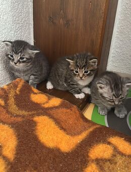 Maine Coon Kittenmix - Büchenbach