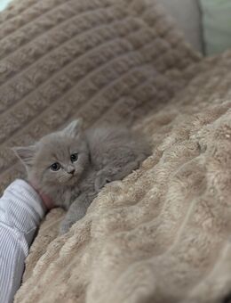 Bkh Kitten - Kaltenkirchen