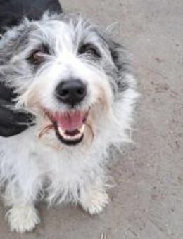 Herzenshund Fluffi sucht ihre Familie - München