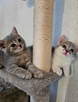 Ein mix aus britische kurztshaar BkH baby Katzen - Viersen