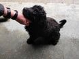 Ein lieber Teddybär Bernedoodle, Rüde, sucht noch eine liebe Familie in 31061