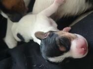 Jack Russel welpe - Hamm
