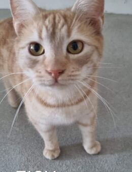 Zigy - Mag Katzen und Hunde - Blankenheim (Nordrhein-Westfalen)