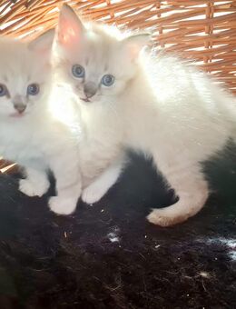 Wunderschöne Balinesen Kitten - Essen Zentrum