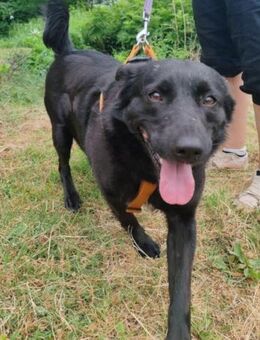 Lady♥Gara♥ freundlich, offen, verschmust - Hamburg