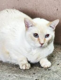 Wer gibt Okis noch eine Chance? - Aichwald