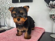 Kleinbleibende/Terrier Babys / Chip / 13 wochen - Simbach