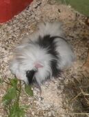 div .Meerschweinchen Buben abzugeben in 24647