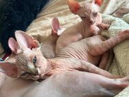 Canadian sphynx kitten - Herford (Hansestadt)