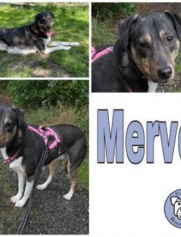 Merve hochsensibel und besonders - Duisburg