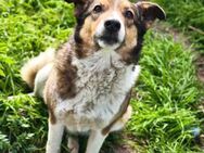 Hündin Nura sucht Zuhause - Neuhausen (Fildern)