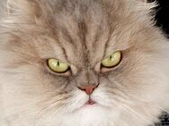 Perser Katze Mädchen abholbereit - Ramsen CH