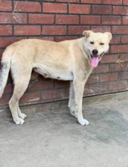 Pflegestelle gesucht für unsere Cristal - Celle