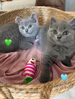 2 BKH (Britisch Kurzhaar) Kitten männlich reinrassig suchen neues zu Hause auf Lebenszeit - Gelsenkirchen Bismarck