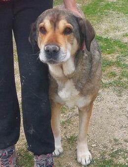 Dana ist super lieb und sehr dankbar - Laatzen