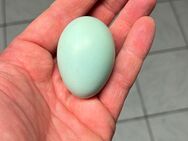 Bruteier reinrassige Ameraucana - Heiligenstadt (Heilbad)