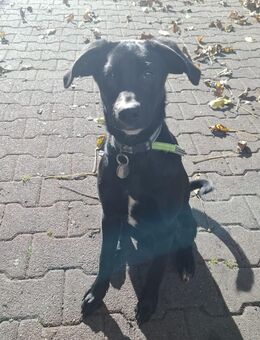 Hundewelpen zu verksufen - Schwarzheide