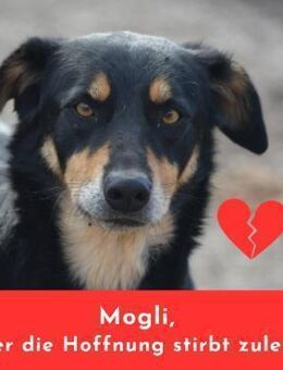 MOGLI - wartet schon so lange - Sulzbach-Laufen
