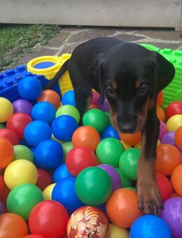 Dobermannwelpen - Werl