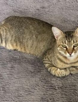 Kater Tigar - Garching (München)
