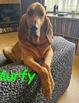Murfy - NOTFALL !!! geb. 12/19 BEL - Ruppertsecken