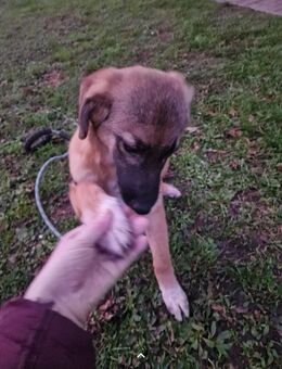 Unser Mischlingswelpe Rüde Flip ca, 4, Monate alt und ca 25 cm groß - Magdeburg Zentrum