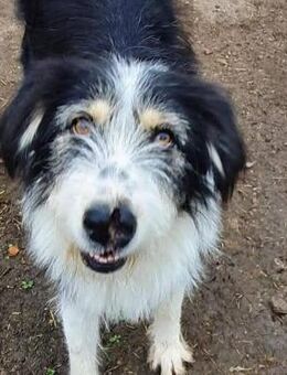 HARLEEN ♥ gerettet aus Tötung Slatina - Uetze