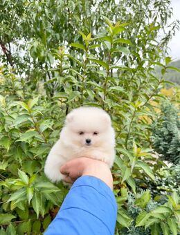 Ich verkaufe Pomeranian - Leipzig