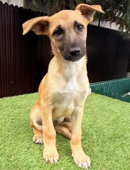 IVI - zuckersüße Herzensbrecherin - Velbert