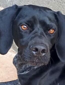 Saddle -lieb, tolles Wesen- - Oldenburg