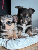 Chihuahua Welpen zu verkaufen kleine Herzensbrecher suchen ein Zuhause! in 52538