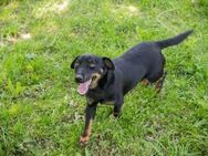 231610 - ist Familie auch wie Rudel? - Overath