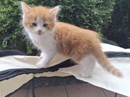 4 Sibirischen Mix BabyKatze - Neustadt (Donau)