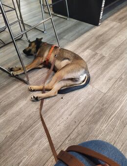 Boxer Husky Mix - Düsseldorf