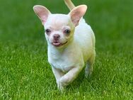 Chihuahua Welpe - Leipzig