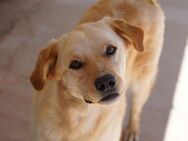 Ella, seit Welpe im Canile - Bad Vilbel