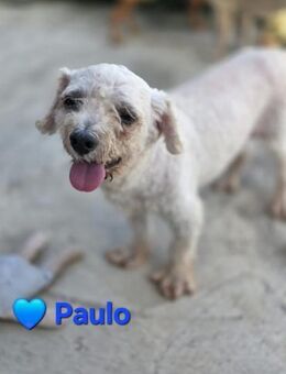 Paulo -er wünscht sich noch eine Familie - Höchst (Odenwald)