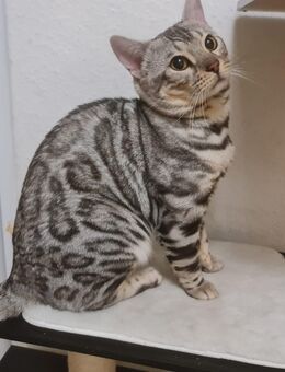 Reinrassiger Black Silver Bengaldeckkater mit Stammbaum - Waldshut-Tiengen