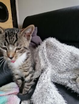 Super verschmuste süße Bkh mix Kitten, Katzenbabys, ab sofort abzugeben - Hamburg