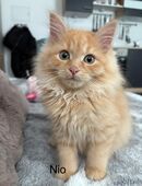 Sibirische Waldkatze Kitten in 63925