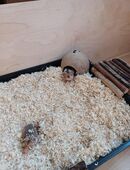 Junge Goldhamster in 88499