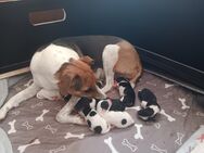 Parson Jack Russell Welpen - Groß Kreutz (Havel)