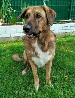 Maja sucht dringend ein neues Zuhause - Laatzen