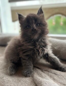 Maine Coon Kätzchen suchen ein liebevolles Zuhause - Aldingen