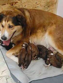 Berner-Leonberger-Mix Welpen suchen ein schönes Zuhause - Colditz