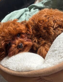 Mini Toy Pudel „Sugar Brown“ – Rüde, geboren am 05.06.2025, geimpft & gechipt 🐩❤️ - Werl